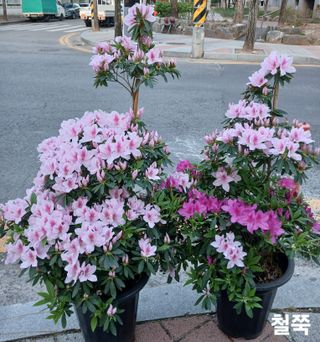 연향님의 자유주제·자유게시판 작성글 사진