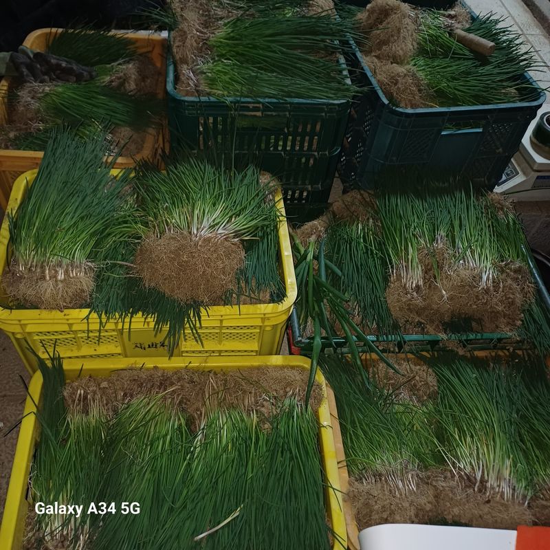 삼성농산님의 장터 판매 상품 [달래파+초특가+쎄일(수량조금남음)] 첨부 사진