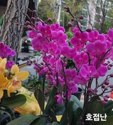 연향님의 자유주제·자유게시판 작성글 사진