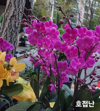 연향님의 자유주제 · 자유게시판 작성글 사진