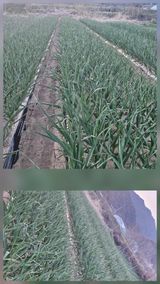 팜모닝 자유주제·자유게시판 게시글 이미지