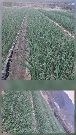 박영옥님의 자유주제·자유게시판 작성글 사진