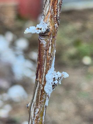 (이한열)바다그림님의 자유주제 · 자유게시판 작성글 사진