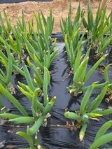 팜모닝 자유주제·자유게시판 게시글 이미지