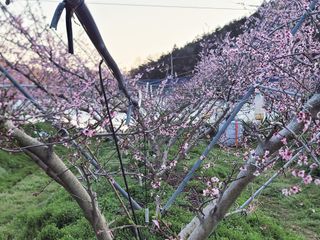 김안식~납작복숭아님의 자유주제 · 자유게시판 작성글 사진