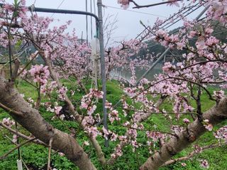 김안식~납작복숭아님의 자유주제 · 자유게시판 작성글 사진