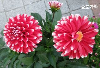 연향님의 자유주제 · 자유게시판 작성글 사진