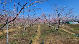 솔로매 소운농장님의 자유주제 · 자유게시판 작성글 사진