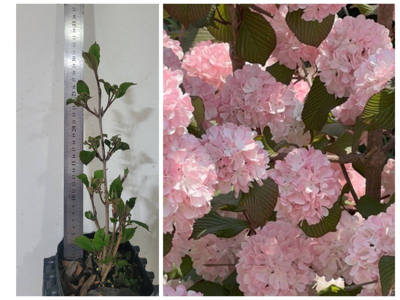 장터 상품 [분홍 설구화 1주.(꼭 심어야할 꽃)] 썸네일