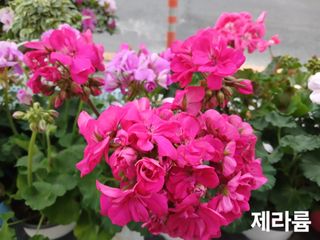 연향님의 자유주제 · 자유게시판 작성글 사진