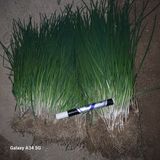 삼성농산님의 파·자유게시판 작성글 사진