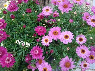 연향님의 자유주제 · 자유게시판 작성글 사진