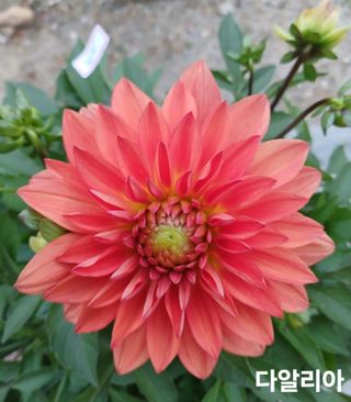 연향님의 자유주제 · 자유게시판 작성글 사진