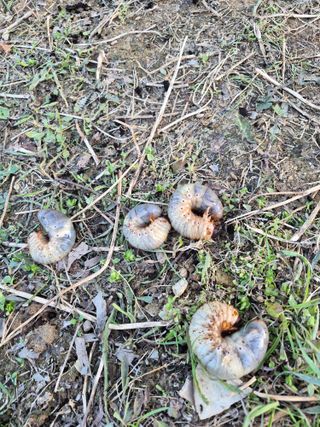 동남한우촌님의 자유주제·자유게시판 작성글 사진