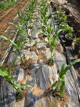 팜모닝 자유주제·자유게시판 게시글 이미지