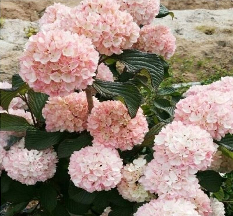사랑꽃농장님의 장터 판매 상품 [분홍 설구화 묘목4개(집에 꼭 심어야할 꽃나무)] 첨부 사진