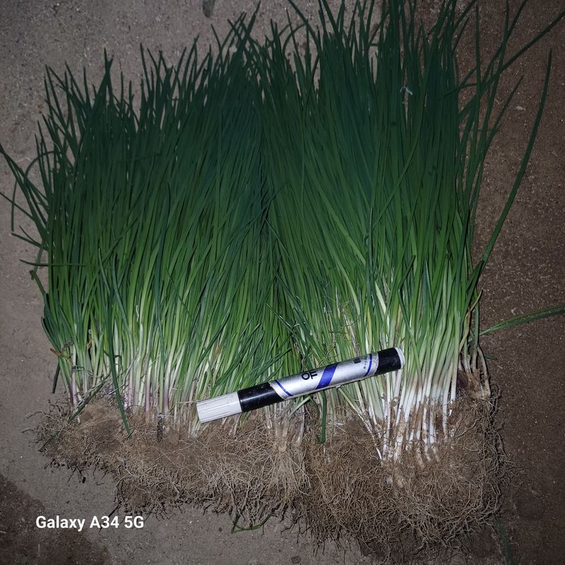 장터 상품 [달래파+초특가+쎄일(수량조금남음)] 썸네일