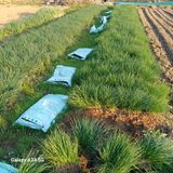 팜모닝 파·자유게시판 게시글 이미지