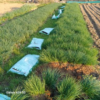 삼성농산님의 파·자유게시판 작성글 사진