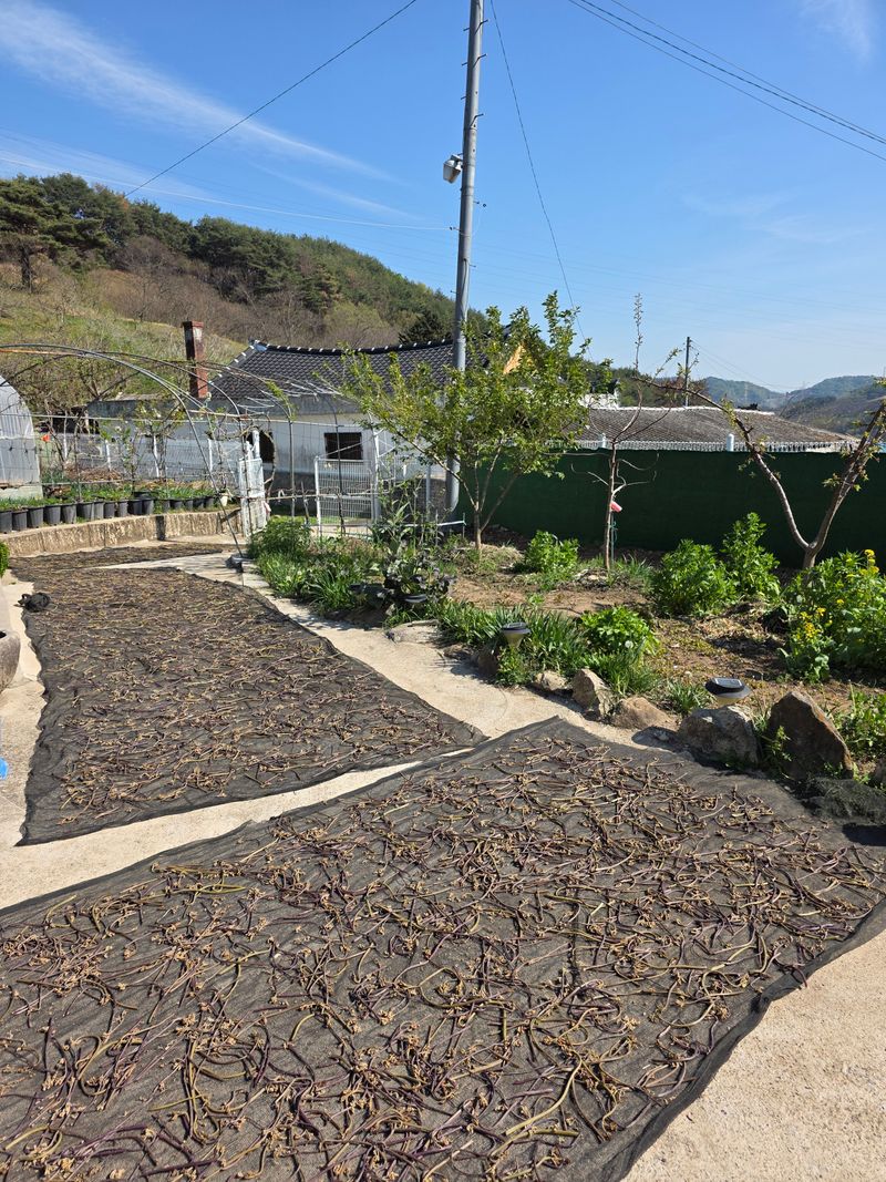 옥그린농장님의 장터 판매 상품 [햇건고사리 1근(600g)] 첨부 사진