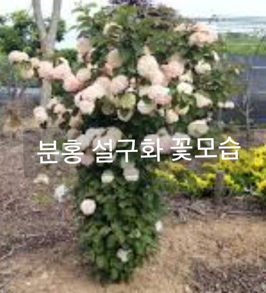 사랑꽃농장님의 장터 판매 상품 [분홍 설구화 묘목 4개.(꼭 심어야할 꽃)] 첨부 사진