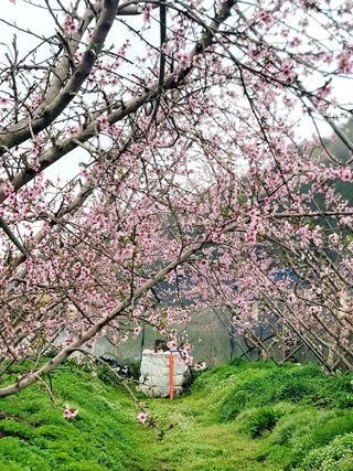 김안식~납작복숭아님의 자유주제 · 자유게시판 작성글 사진