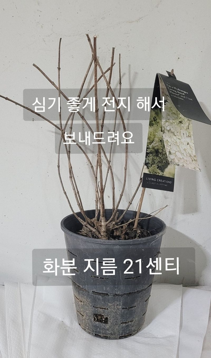 사랑꽃농장님의 장터 판매 상품 [예쁜 유럽목수국 할인 판매(월동가능)] 첨부 사진