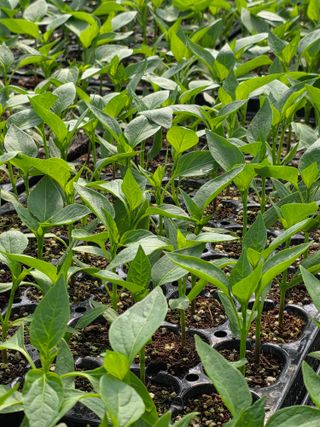 아셀모종님의 자유주제 · 자유게시판 작성글 사진