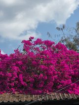 팜모닝 자유주제·자유게시판 게시글 이미지