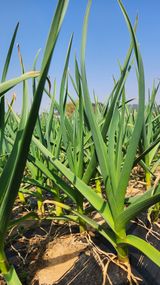 팜모닝 자유주제·자유게시판 게시글 이미지