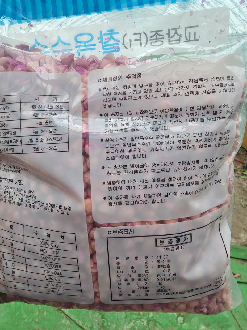 아셀모종님의 장터 판매 상품 [[26년] 강원도 찰옥수수 씨앗 미백2호 찰옥수수 종자 판매] 첨부 사진