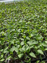 아셀모종님의 자유주제·자유게시판 작성글 사진