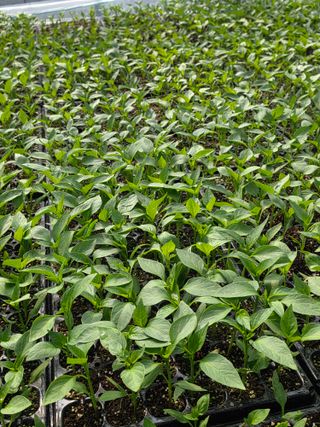 아셀모종님의 자유주제 · 자유게시판 작성글 사진