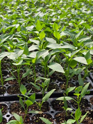 아셀모종님의 자유주제 · 자유게시판 작성글 사진