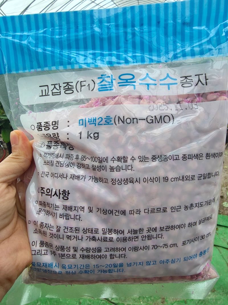 장터 상품 [[26년] 강원도 찰옥수수 씨앗 미백2호 찰옥수수 종자 판매] 썸네일