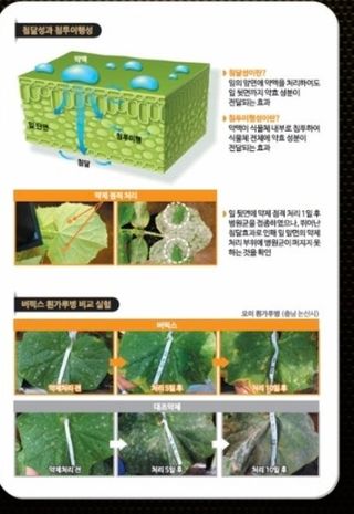 대산농사대장님의 고추 · 비료•농약 작성글 사진