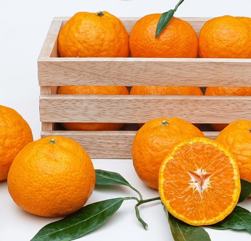 라이프브릿지님의 장터 판매 상품 [수라향 제주 신비향 설국향 고당도 감귤 제주감귤 하우스 랜덤과 귤 제주도 가정용] 첨부 사진