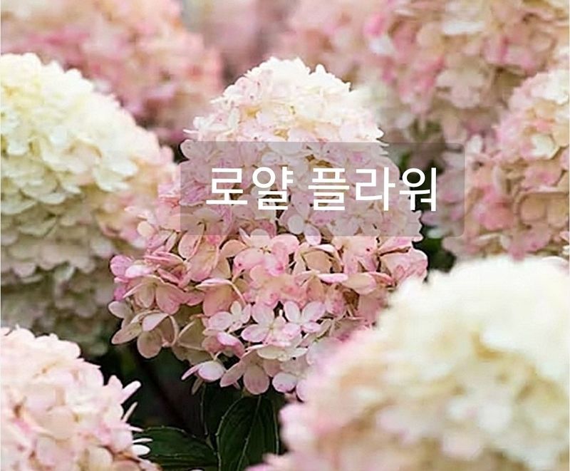 사랑꽃농장님의 장터 판매 상품 [예쁜 유럽목수국 할인 판매(월동가능)] 첨부 사진