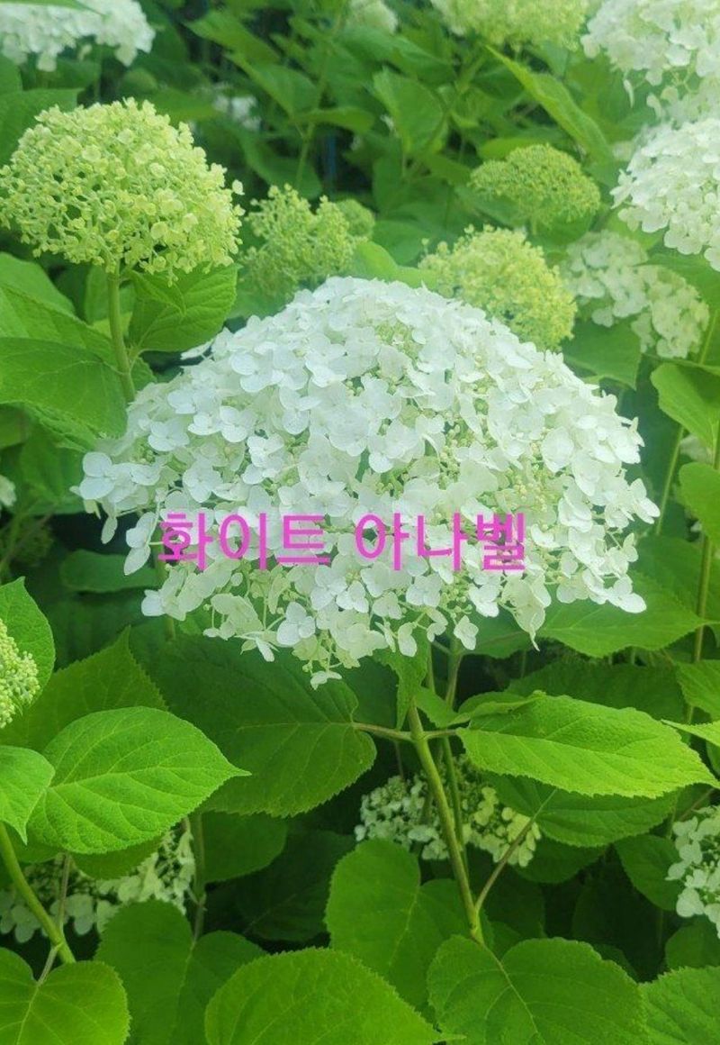 사랑꽃농장님의 장터 판매 상품 [예쁜 유럽목수국 할인 판매(월동가능)] 첨부 사진