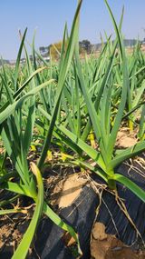 조한솔님의 자유주제·자유게시판 작성글 사진