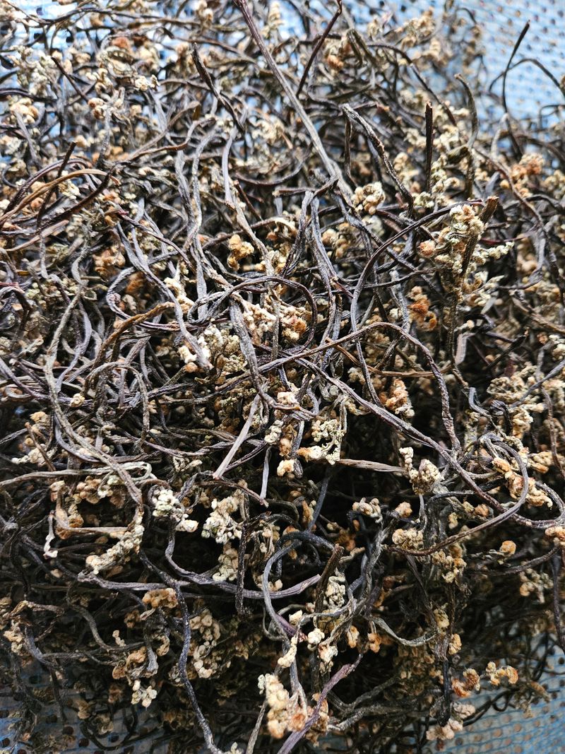 대봉매실 인생이막님의 장터 판매 상품 [자연산 햇고사리 500g ] 첨부 사진