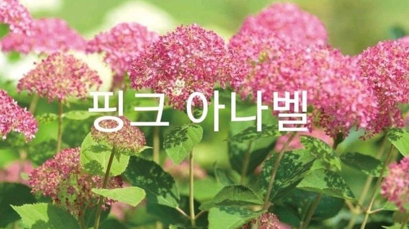 사랑꽃농장님의 장터 판매 상품 [예쁜 유럽목수국 할인 판매(월동가능)] 첨부 사진