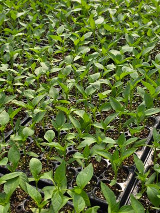 아셀모종님의 자유주제 · 자유게시판 작성글 사진