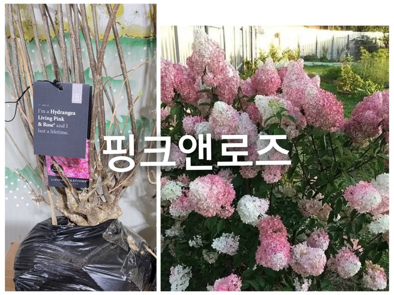 사랑꽃농장님의 장터 판매 상품 [분홍 설구화 묘목 4개.(꼭 심어야할 꽃)] 첨부 사진