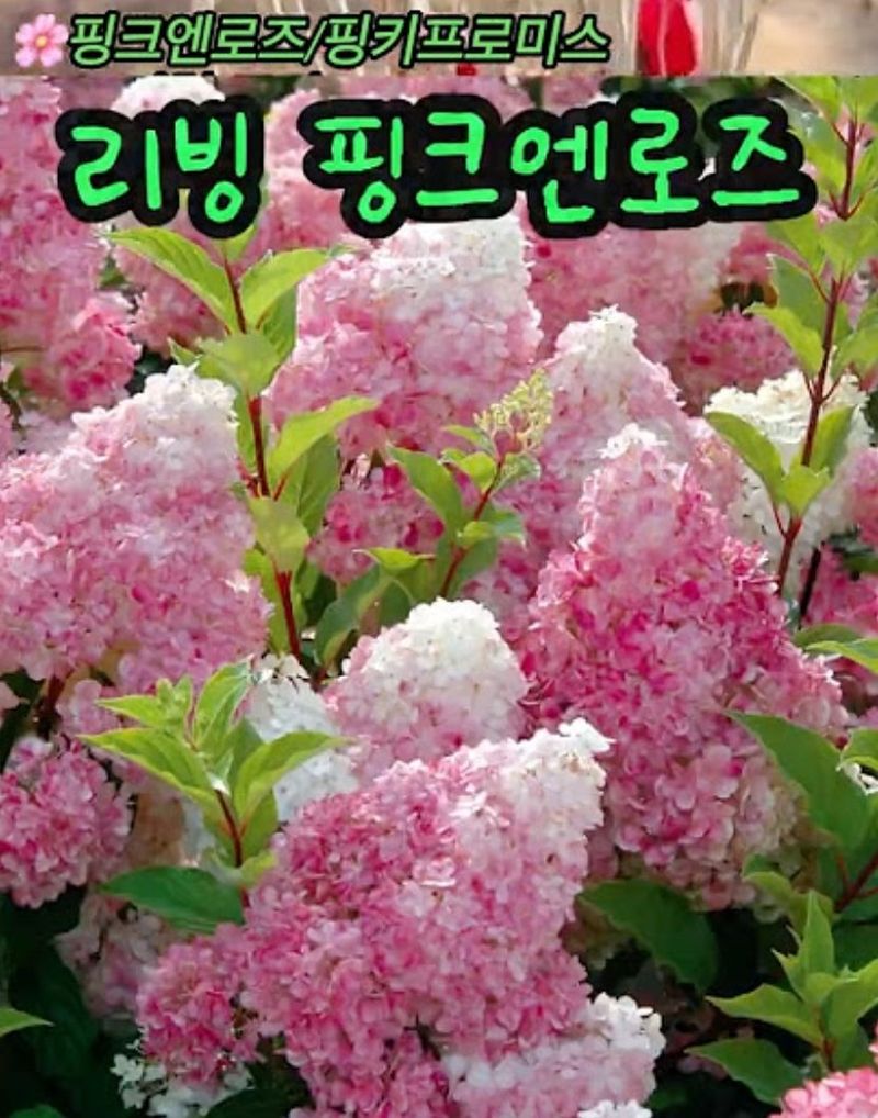 장터 상품 [예쁜 유럽목수국 할인 판매(월동가능)] 썸네일
