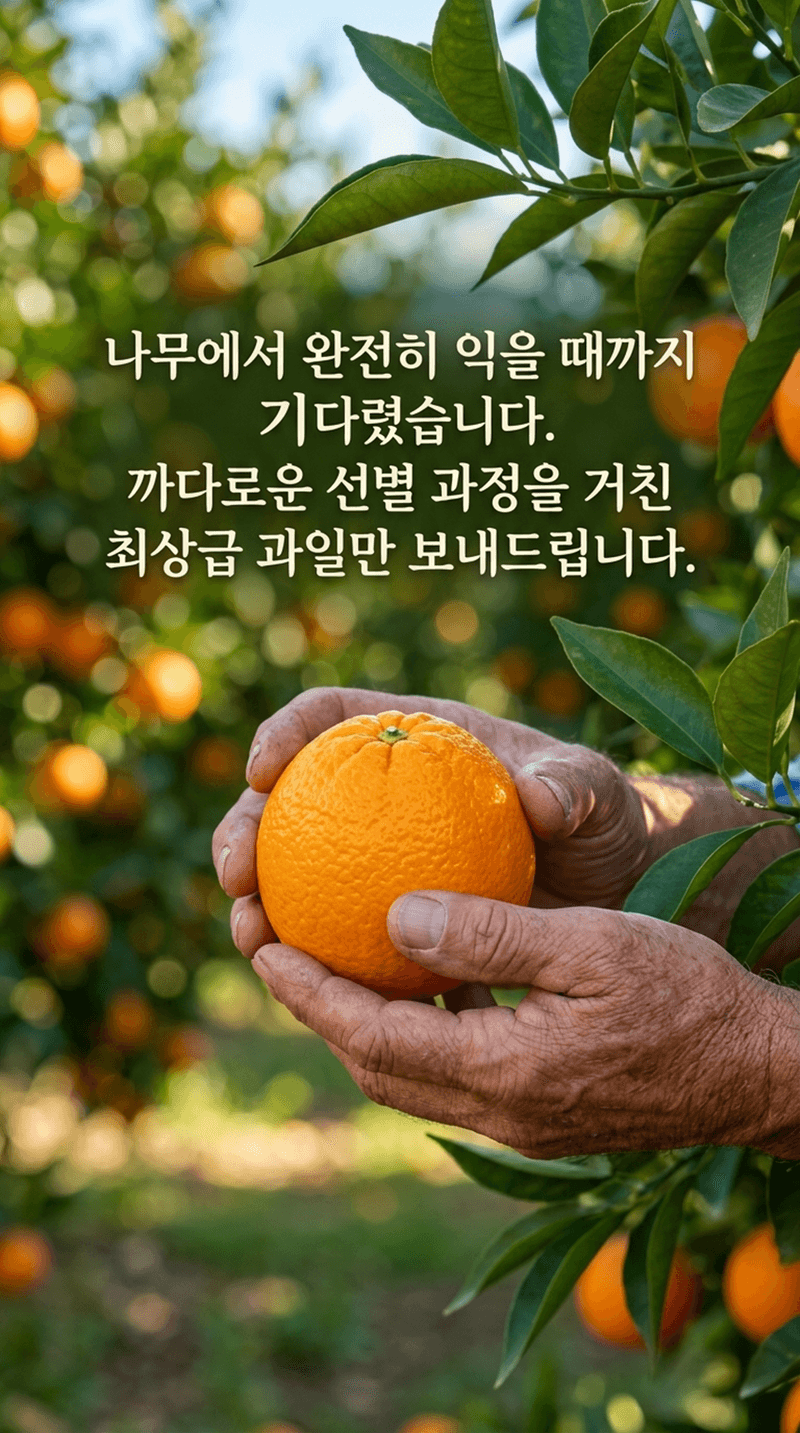 라이프브릿지님의 장터 판매 상품 [수라향 제주 신비향 설국향 고당도 감귤 제주감귤 하우스 랜덤과 귤 제주도 가정용] 첨부 사진