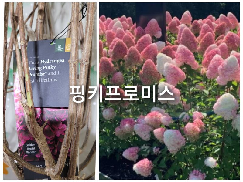 사랑꽃농장님의 장터 판매 상품 [예쁜 유럽목수국 할인 판매(월동가능)] 첨부 사진