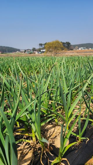 조한솔님의 자유주제 · 자유게시판 작성글 사진