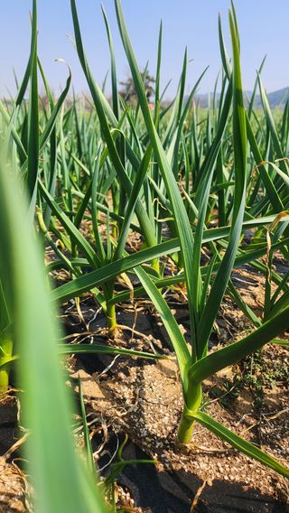 조한솔님의 자유주제 · 자유게시판 작성글 사진