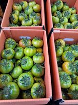 팜모닝 자유주제·자유게시판 게시글 이미지